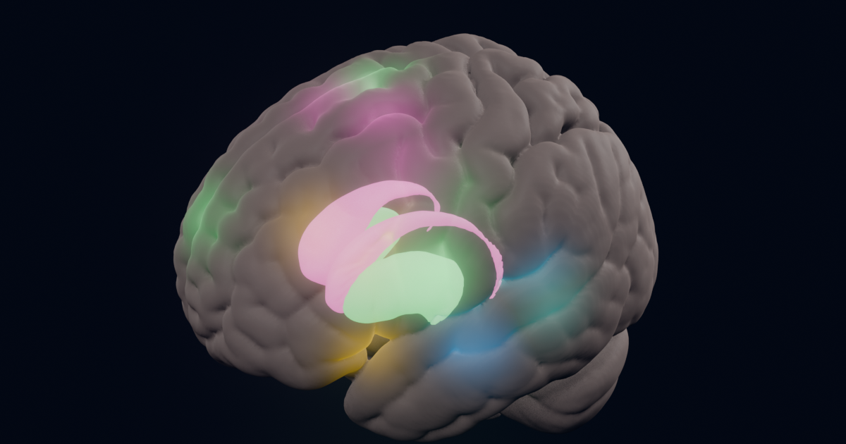 The interpreting brain, see-through, with glowing regions: blue hearing areas, gold areas at the lower front, magenta and green structures deep inside